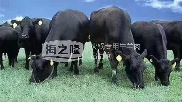 探源中澳和鑫（二）——羨慕牛到懷疑人生！